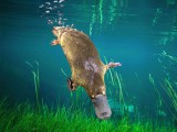 p-platypus-zaysa_blogfa_com.jpg