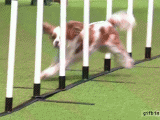 4PV6RHjR5OnOhrEsnDyj_Dog Agility.gif