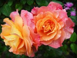 rose-174817_960_720.jpg