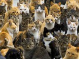 many-cats.jpg