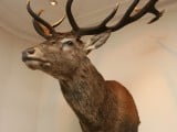 deer trophy.jpg