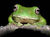 Blog_051_Green_Tree_Frog_Litoria_caerulea.jpg