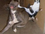 Dog-And-Cat-Funny-Karate-Picture.jpg