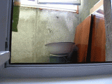 cat-peeking-window.gif