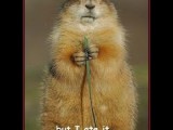 be-my-valentine-funny-gopher-groundhog.jpg