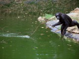 Ngamba-Chimpanzee-fishing-Gorilla-Walkers-Uganda.jpg