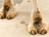 6-camel-toe-slideshow-camel-toe.jpg