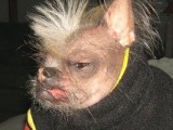 Ugly-Dog-05.jpg