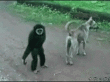 monkey.gif