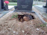 dog-in-grave1.jpg