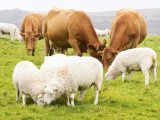 5235667-sheep-and-cows-grazing.jpg