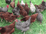 roaming-chickens-at-groundswell-ecovillage-and-retreat-center.gif