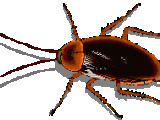 animated-cockroach-image-0010.gif