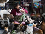 a-peruvian-nurse-cares-for-175-sick-cats-and-she-does-it-out-of-the-kindness-of-her-heart__oPt.jpg