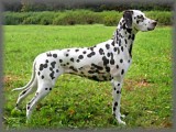 Dalmatian b 15-33.jpg