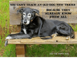 you-cant-teach-an-old-dog-new-tricks-because-the-11279287.png