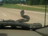 snake-on-a-car-799x413.jpg