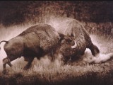 Buffalo Bulls Fighting.JPG