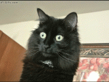 dramatic-cat-gif-3.gif