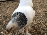 gif-chicken.gif