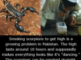 thumb_smoking-scorpions-to-get-high-is-a-growing-problem-in-27734392.png