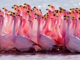 1024px-Jamess_Flamingo_mating_ritual.jpg