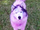 Pink-Dog-Front_1.jpg