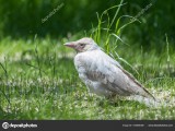 depositphotos_184946366-stock-photo-white-albino-crow.jpg