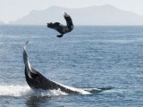 whales-play-with-food.jpg