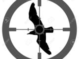 18338769-illustration-of-a-silhouette-bird-with-a-gun-sight-aiming-at-its-body.jpg