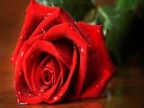 Red_Rose-b1185a27-99a1-36f8-aedd-e4aaa4d62997.jpg