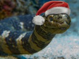 sea-snake-with-santa-hat-gary-hughes.jpg