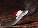 Black mamba snake.jpg