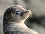 Funny Cute Baby Seals_3.jpg