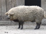 mangalitsa.jpg