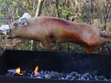 mangalitsa2.jpg