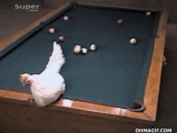 epic-chicken-pool-shot.gif