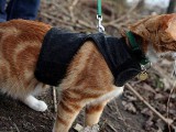 931287-cat_leash_680_435945_9544GB.jpg