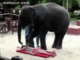 elephant-massage.gif