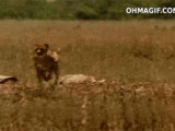 guy-saving-deer-from-leopard.gif