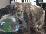 plastic-shark-frightens-cat.gif