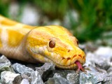 6 - Albino Burmese Python.jpg
