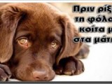 Fola_Dogs-300x177.jpg