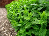 Field_of_Mentha_x_piperita_08.jpg