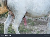 stock-photo-penis-of-horse-225936349.jpg