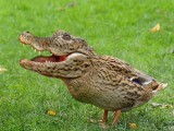 Duck_crocodile.jpg