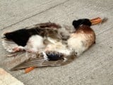 ist2_45084_dead_duck_on_the_road.jpg