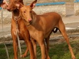 Pharaoh-hound.jpg