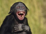 laughing-bonobo-360x240.jpg