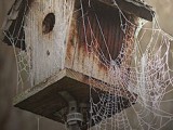 e8c58f573bf2b19ac513e33f349788c4--cobwebs-birdhouses.jpg